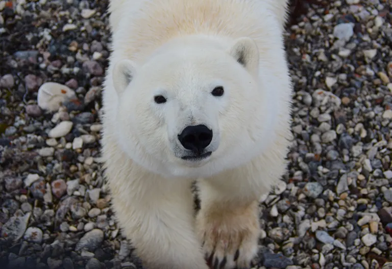 Polar bear report photo from October 22, 2025