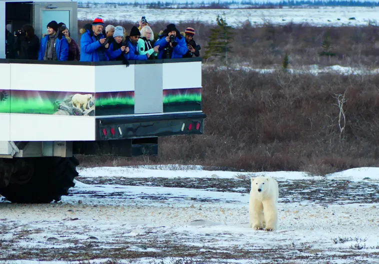 Polar bear report photo from October 23, 2025