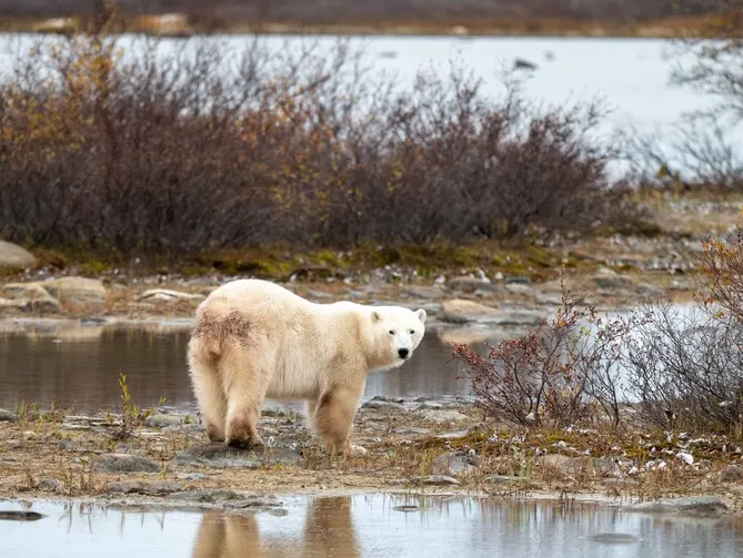 Polar bear report photo from October 24, 2025