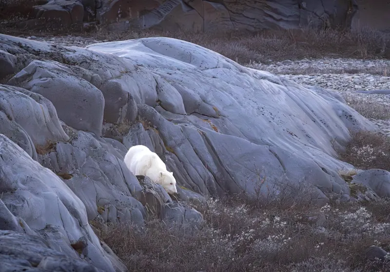 Polar bear report photo from October 25, 2025