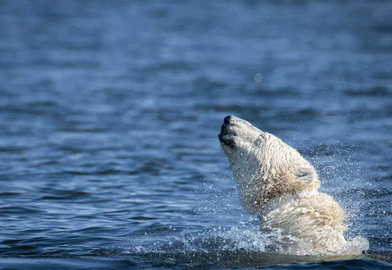 Polar bear report photo from October 26, 2025