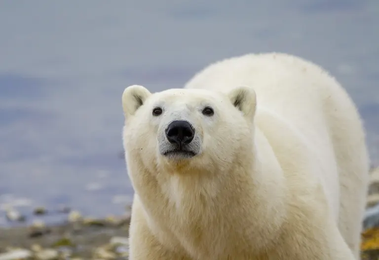 Polar bear report photo from October 27, 2025