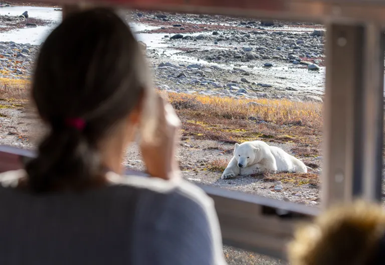 Polar bear report photo from October 29, 2025