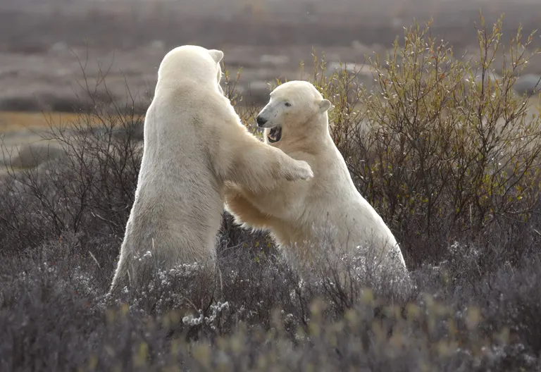 Polar bear report photo from October 30, 2025