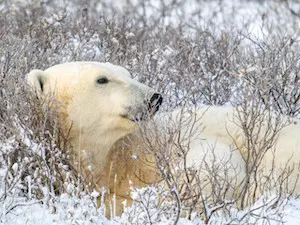 Polar bear report photo from November 1, 2025