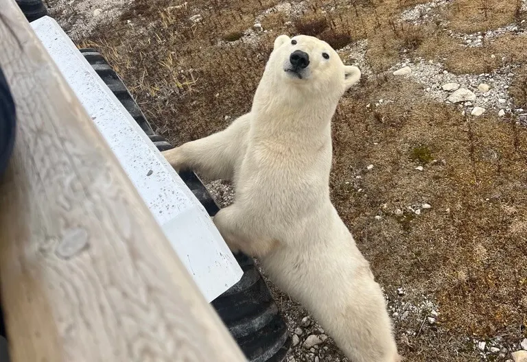 Polar bear report photo from November 2, 2025