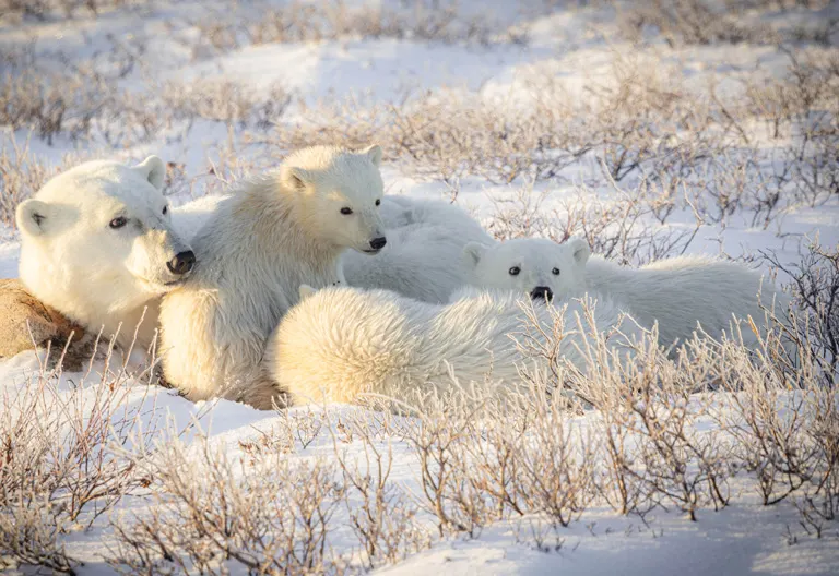 Polar bear report photo from November 4, 2025