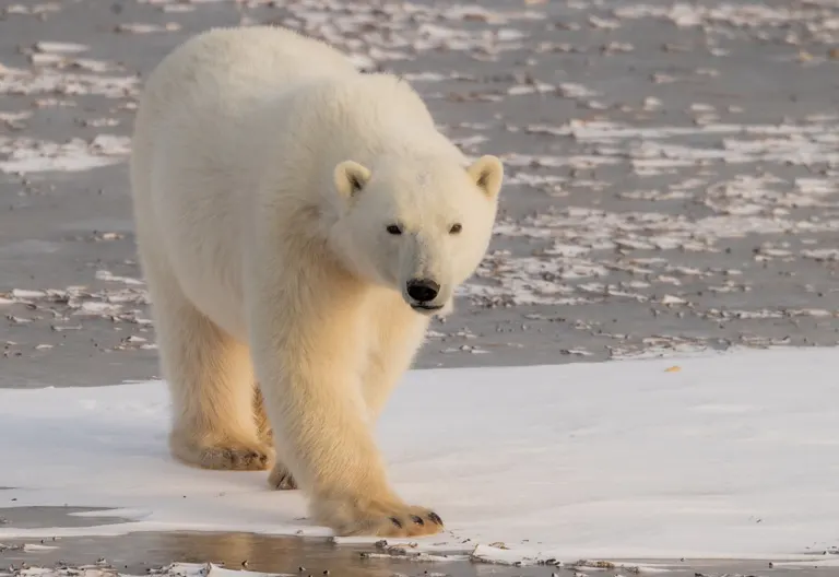 Polar bear report photo from November 5, 2025
