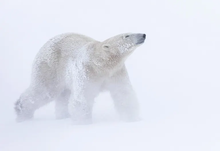 Polar bear report photo from November 6, 2025