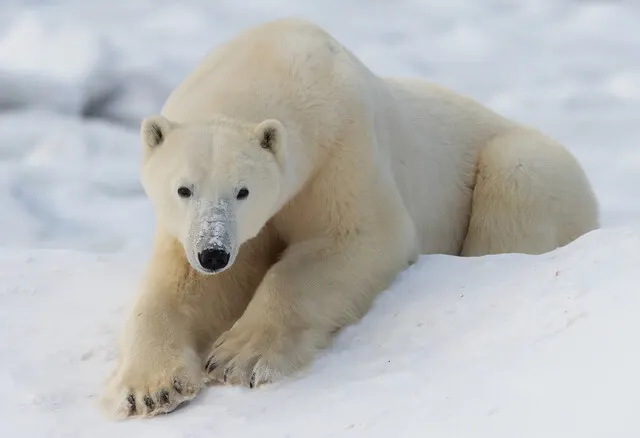 Polar bear report photo from November 7, 2025