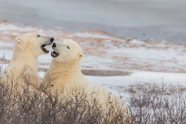 Polar bear report photo from November 8, 2025