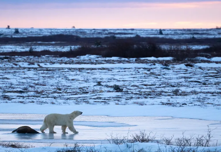 Polar bear report photo from November 9, 2025