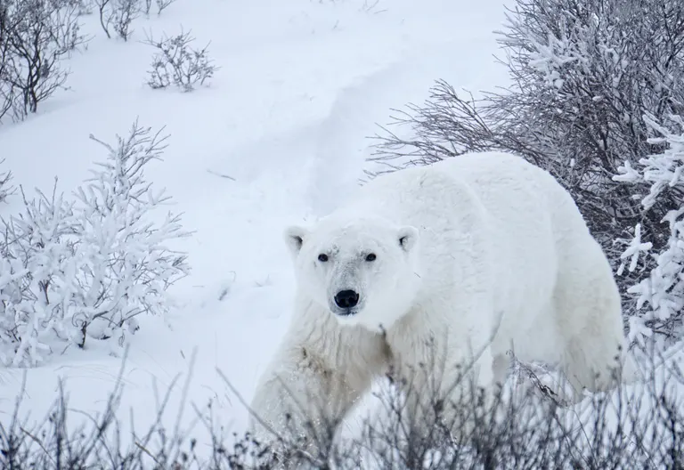 Polar bear report photo from November 11, 2025