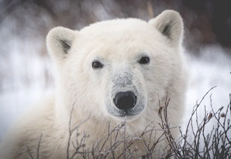 Polar bear report photo from November 12, 2025