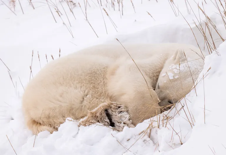 Polar bear report photo from November 13, 2025