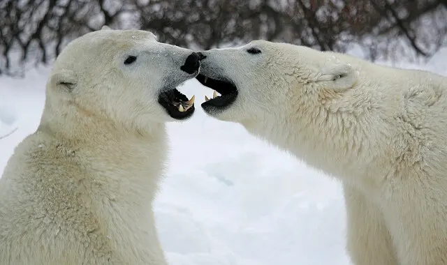 Polar bear report photo from November 15, 2025