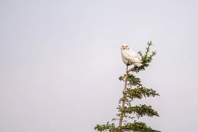 Polar bear report photo from November 14, 2025