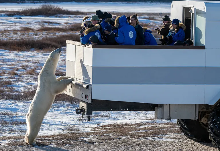 Polar bear report photo from November 16, 2025