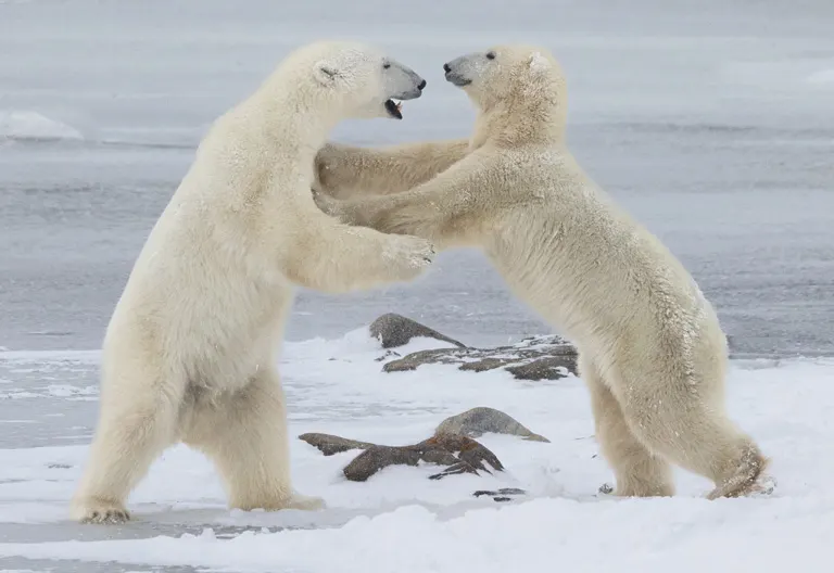 Polar bear report photo from November 17, 2025