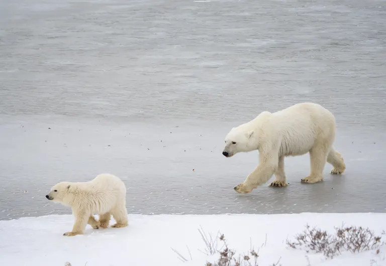 Polar bear report photo from November 18, 2025