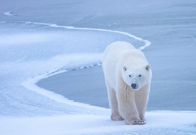 Polar bear report photo from November 19, 2025