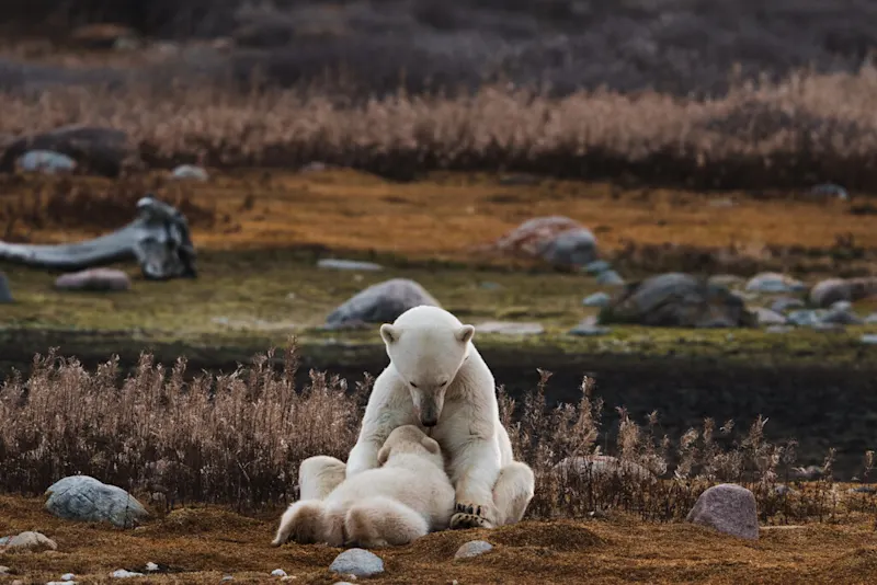 Polar bear report photo from October 4, 2026
