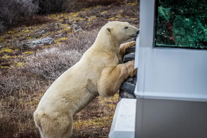 Polar bear report photo from October 5, 2026