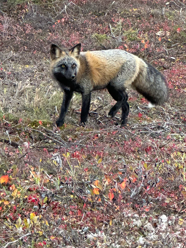 Polar bear report photo from October 6, 2026