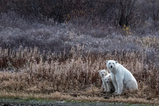 Polar bear report photo from October 7, 2026