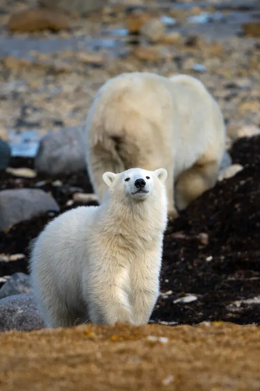 Polar bear report photo from October 8, 2026
