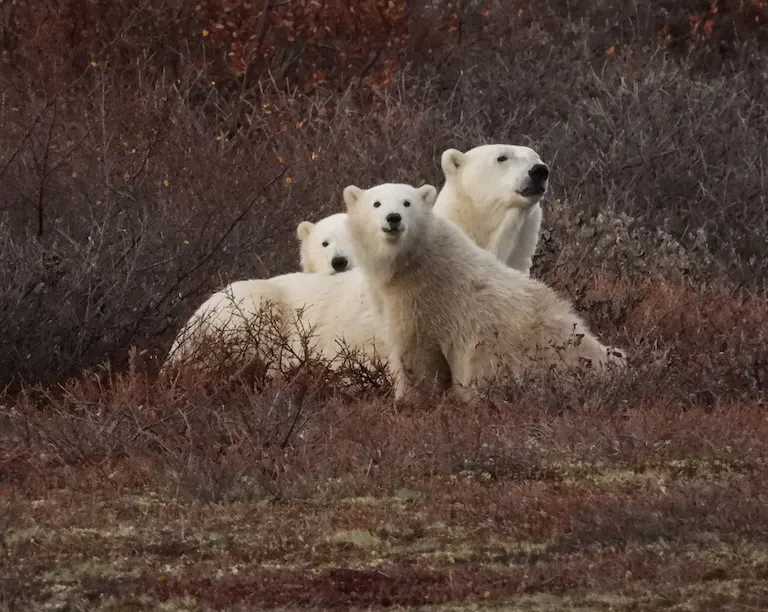 Polar bear report photo from October 9, 2026