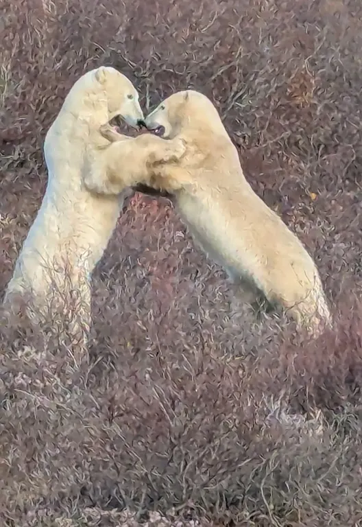 Polar bear report photo from October 10, 2026