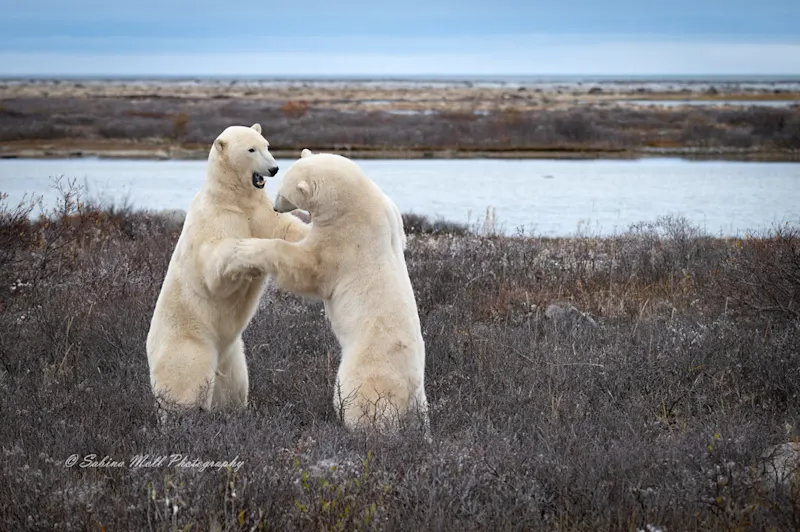 Polar bear report photo from October 11, 2026