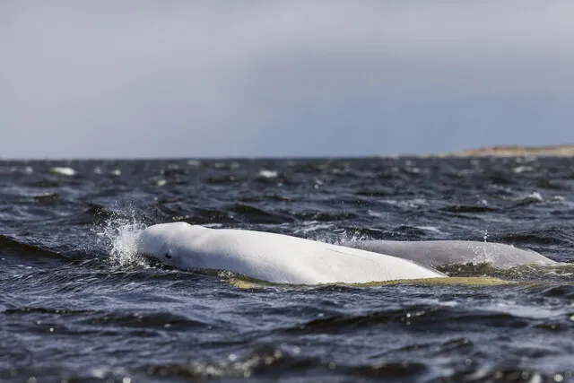Polar bear report photo from October 12, 2026