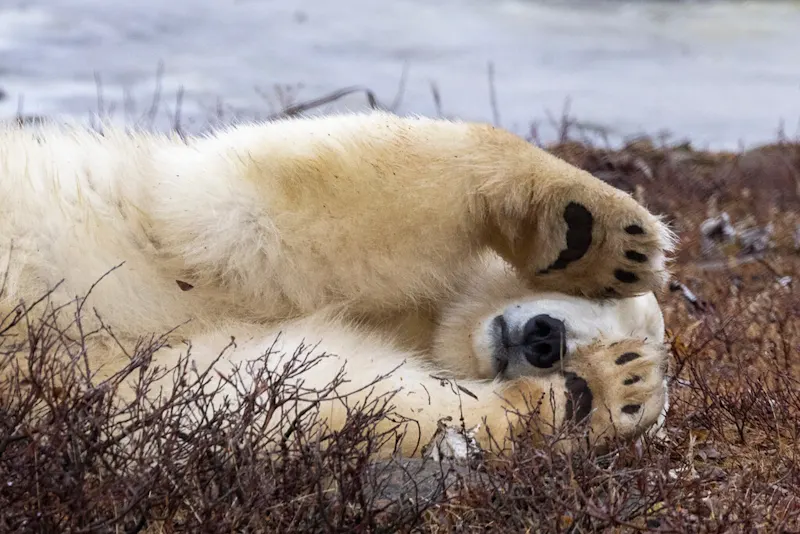 Polar bear report photo from October 13, 2026
