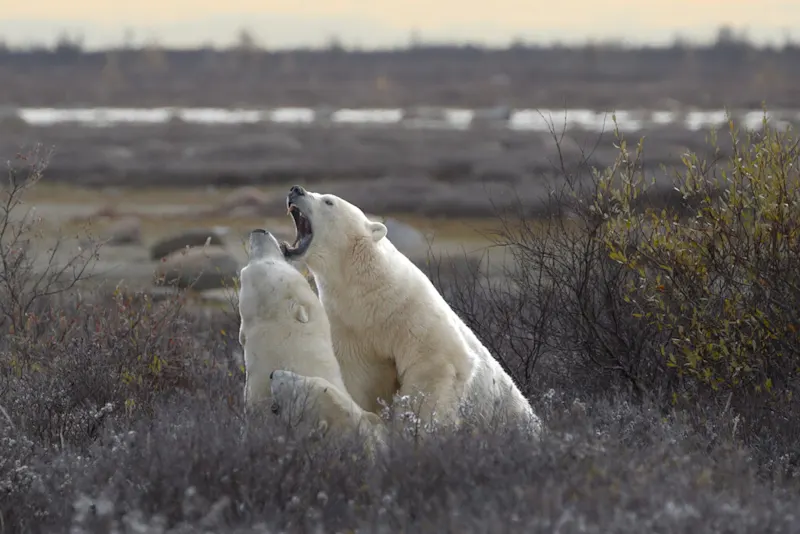 Polar bear report photo from October 14, 2026