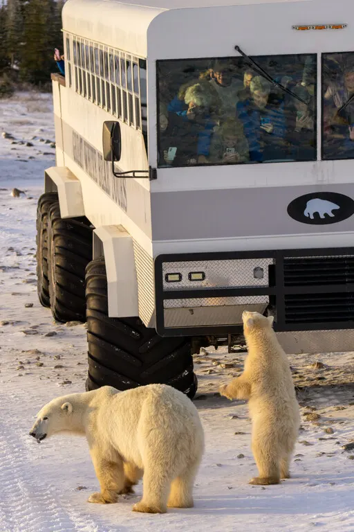 Polar bear report photo from October 15, 2026