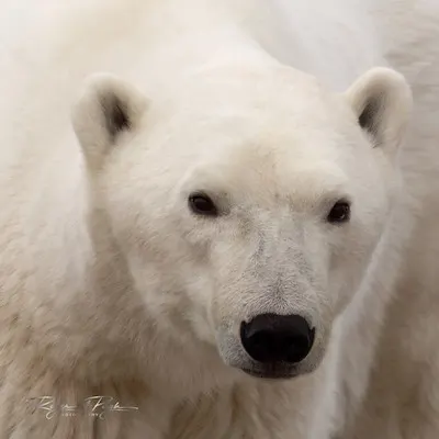 Polar bear report photo from October 17, 2026