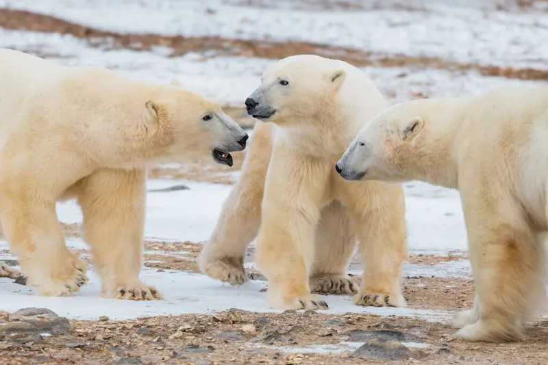 Polar bear report photo from October 18, 2026
