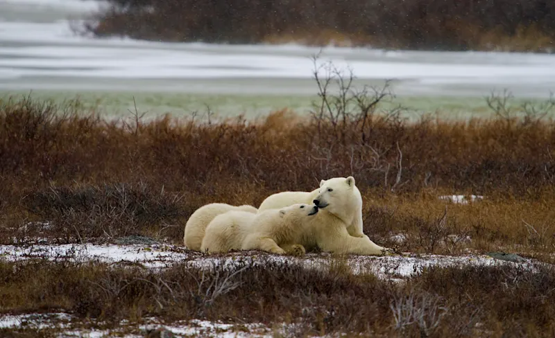 Polar bear report photo from October 20, 2026