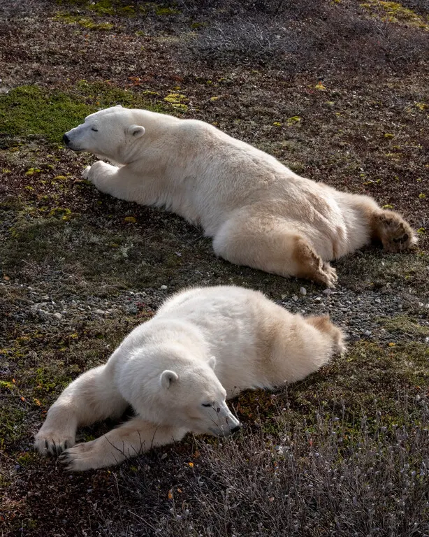 Polar bear report photo from October 21, 2026