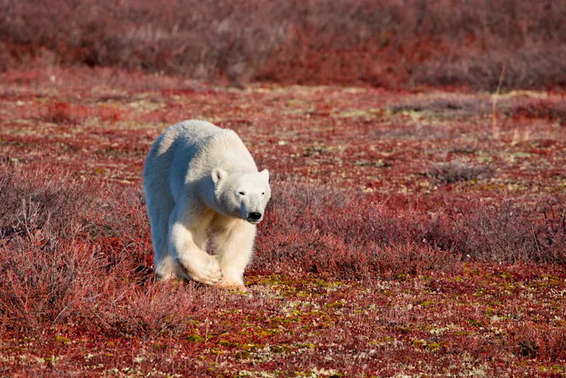 Polar bear report photo from October 22, 2026