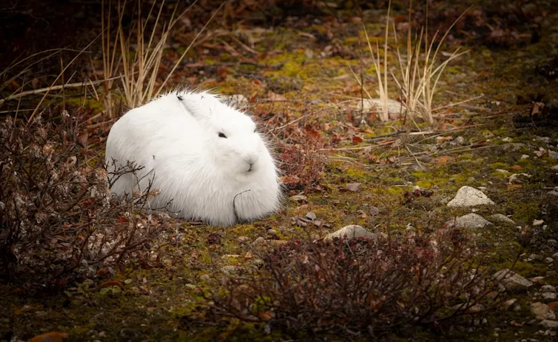 Polar bear report photo from October 24, 2026