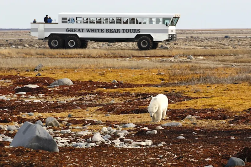Polar bear report photo from October 23, 2026