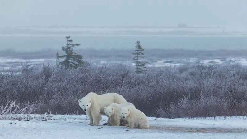 Polar bear report photo from October 25, 2026
