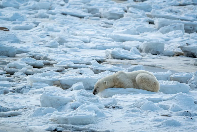 Polar bear report photo from October 26, 2026