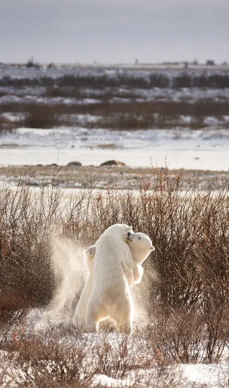 Polar bear report photo from October 28, 2026