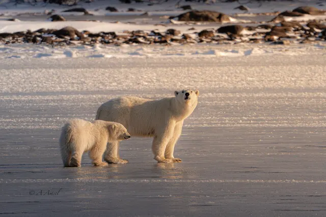 Polar bear report photo from October 29, 2026