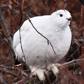 Polar bear report photo from October 13, 2024
