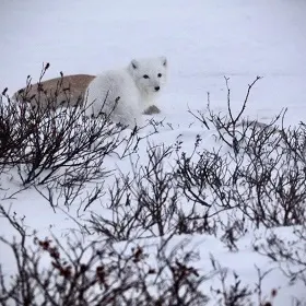 Arctic fox in the snow in Churchill, Manitoba, Canada
